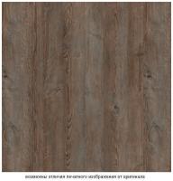 Сосна санторини