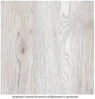 Сосна санторини светлая